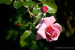 Pretty Pink Rose